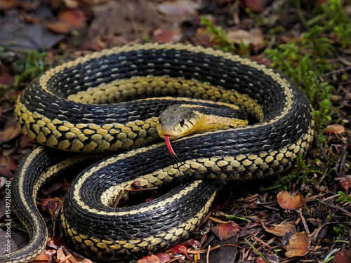Common garter snake coiled up with tongue extended forest floor