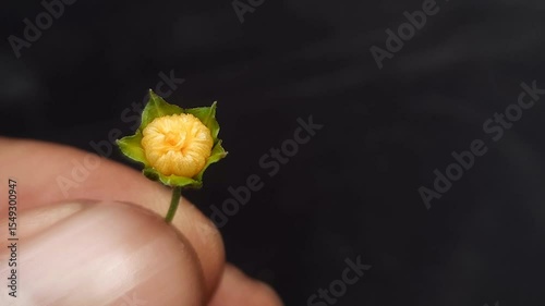 Finger holding small yellow flower bud