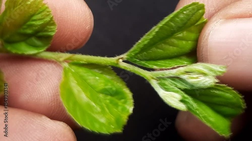 Macro footage of Bidara leaves held by fingers