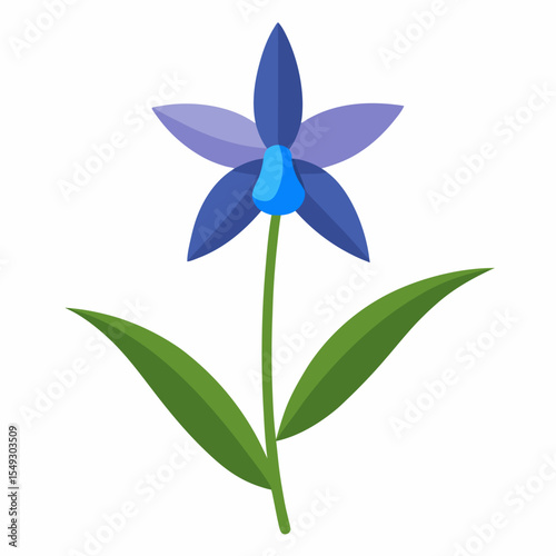 siberian squill flower on white background