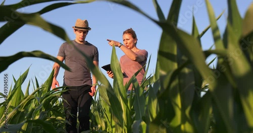 Young farmer and a female agronomist with digital tablet walking through rows of green corn in a agricultural field at sunset, analyzing the condition of the crops, low angle view - slow motion