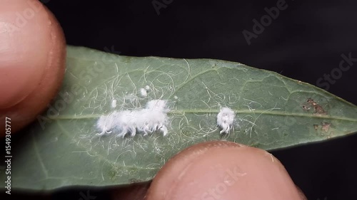 Macro footage of mealybugs on cassava leaf
