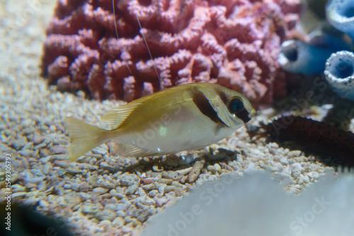 Fototapeta Naklejka Na Ścianę i Meble -  Barred Spinefoot (Siganus virgatus) under water