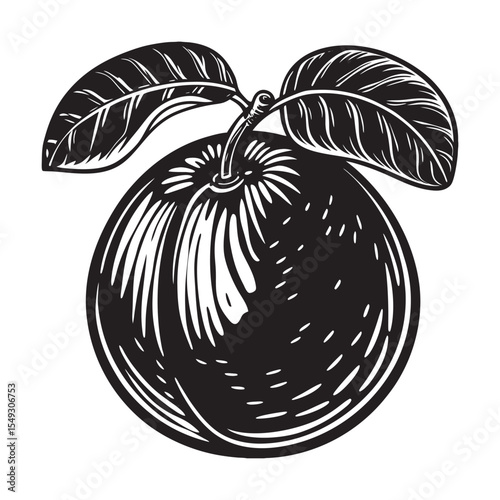 silhouette of single guava on the white background