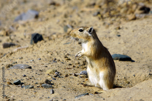 Great Gerbil, Rhombomys opimus, Kazakhstan
