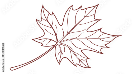 Single maple leaf outline drawing isolated on white background