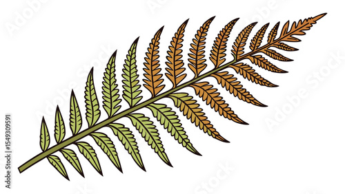 Detailed illustration of a fern frond isolated on white background