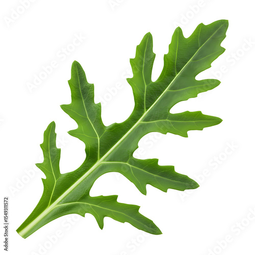 Isolated Fresh Green Arugula Leaf Close-Up Against White Background