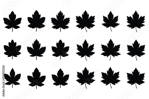 Collection of maple leaf silhouettes isolated on white background