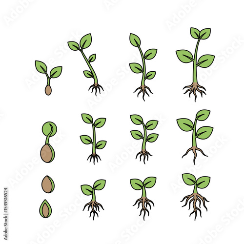 Seed to Plant Stages of Plant Growth and Development Illustrations