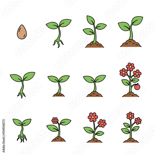 Plant Growth Stages From Seed to Flower - A Visual Guide