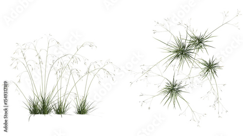 giant feather grass set isolated on transparant background. 3d illustration