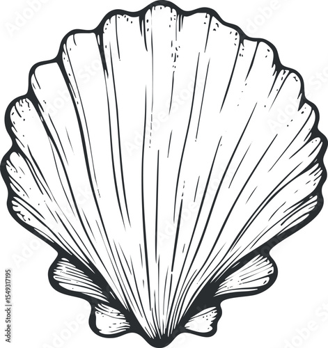 Black and white detailed illustration of a scallop seashell with natural texture and lines