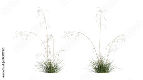 giant feather grass set isolated on transparant background. 3d illustration