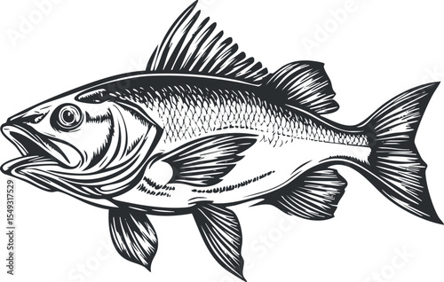 Detailed black and white illustration of a bass fish with fins and scales in aquatic environment