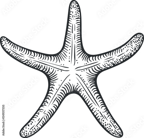 Detailed black and white illustration of a starfish showing texture and natural patterns on white background