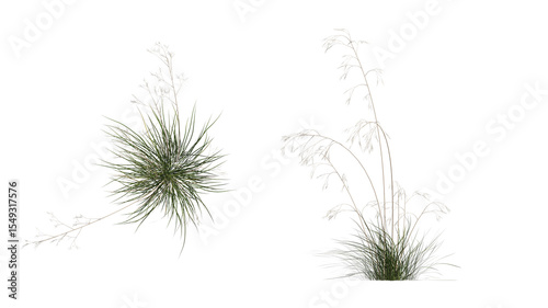 giant feather grass set isolated on transparant background. 3d illustration
