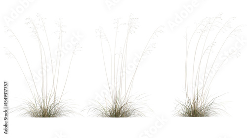giant feather grass set isolated on transparant background. 3d illustration
