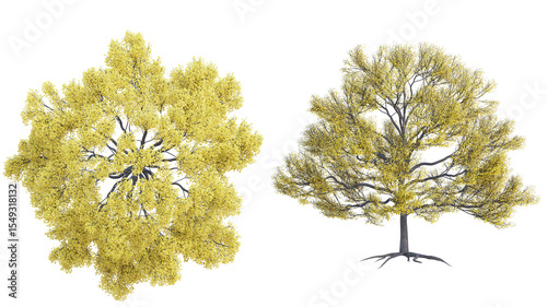 European Pear  set isolated on transparant background. 3d illustration