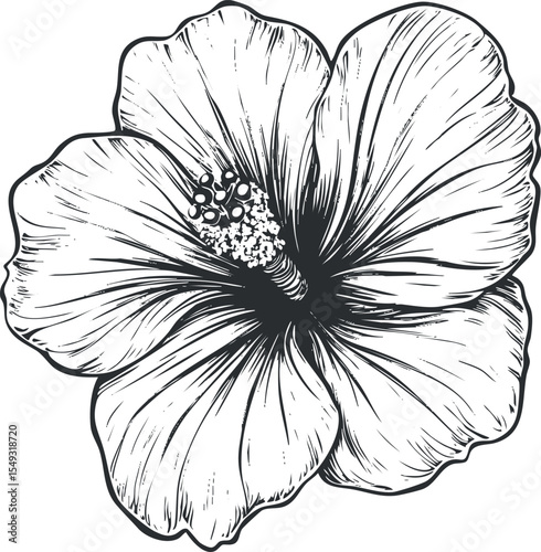 Black and white line art illustration of a single hibiscus flower showing detailed petals and stamen