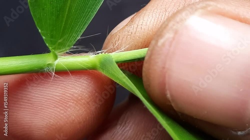 Macro footage of fingers plucking a grass shoot
