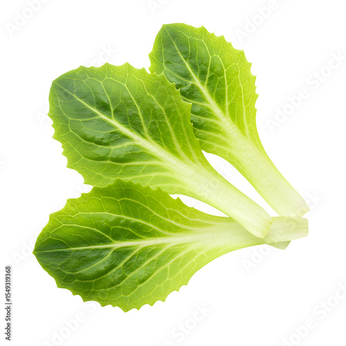 Fresh Green Lettuce Leaves Isolated on White Background in Studio Shot