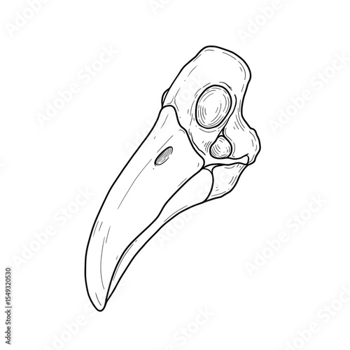Detailed iliac bone drawing with its anatomical features in a line art illustration