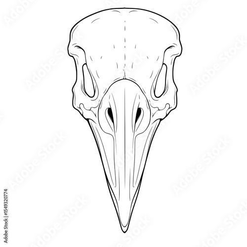 Bird skull, simplified line art. Facial features and bones, white background, skeletal system
