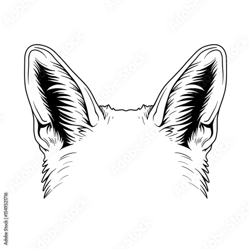 Vector drawing shows large, pointed, upright ears with dark shading on the inside of ears