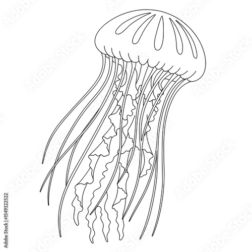 Outlined jellyfish with striped details and wavy tendrils on a white background