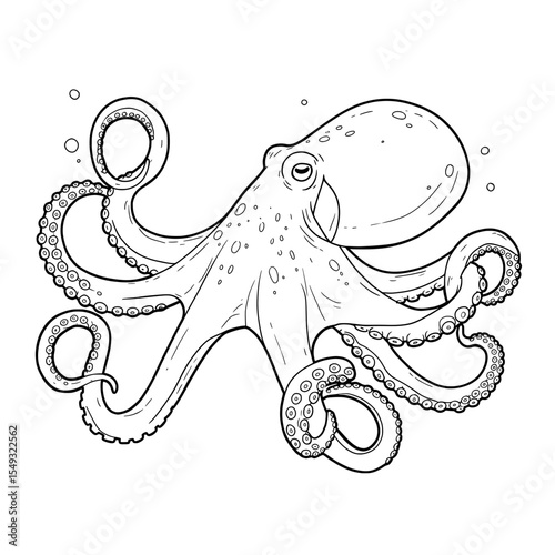 Octopus Drawing
