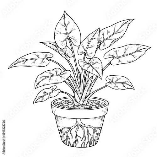 Botanical line drawing of an indoor plant with broad, textured leaves in a pot