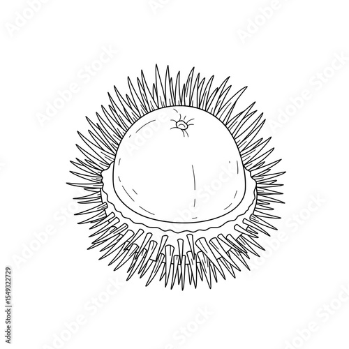 Rambutan Outline Detailed black and white drawing shows a fruit surrounded by spiky tendrils