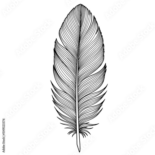 Detailed monochrome feather