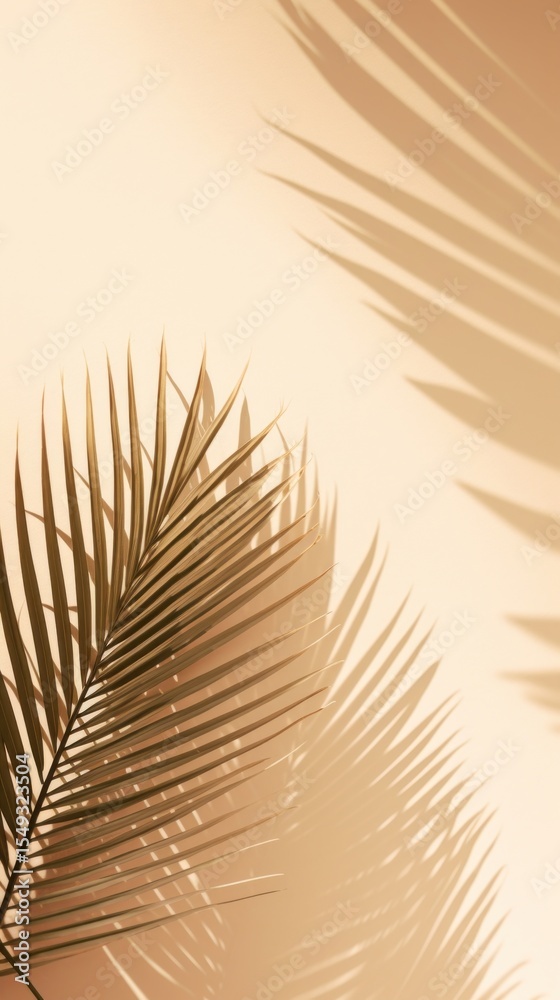 Fototapeta premium Palm leave silhouette sunlight outdoors.