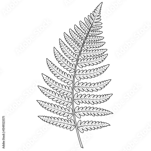 Black and white drawing of a fern leaf with many leaflets detailed and intricate