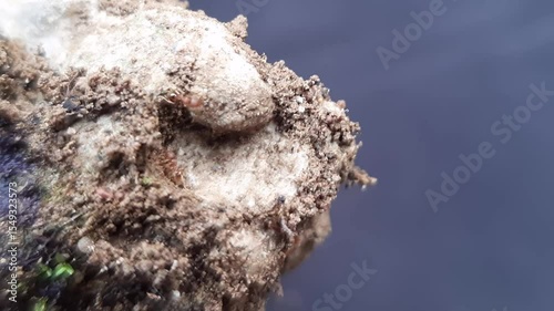 Macro footage of red ants crawling on soil clod