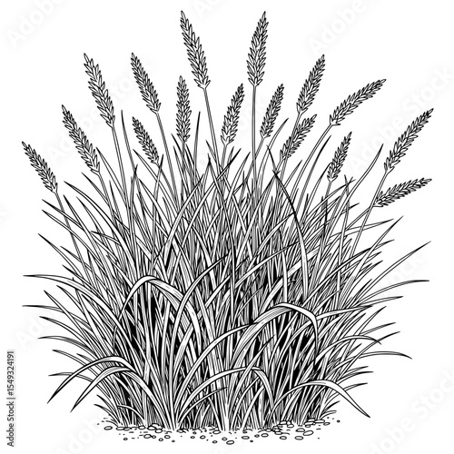 Graphic illustration of long, thin blades of grass and reeds, dense growth in stark black and white