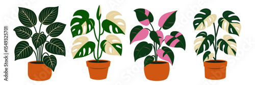 Vector fancy botanical illustrations of philodendron Birkin, philodendron Pink Princess, monstera Albo, and monstera Variegata. Popular and rare potted houseplants for print poster