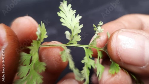 Macro footage of fingers caressing fuzzy green grass