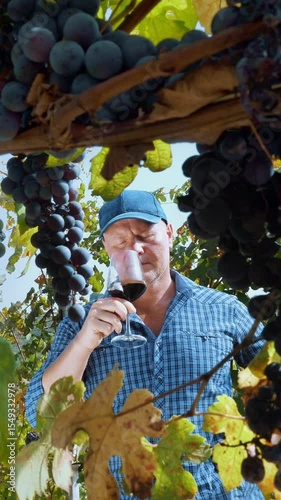 Winery and Wine Business. wine degustation. vineyard. Sommelier tasting wine, sun breaks through the branches of vineyard. viticulture. Grape Growing. ripe grapes ready for harvesting. Winemaking.