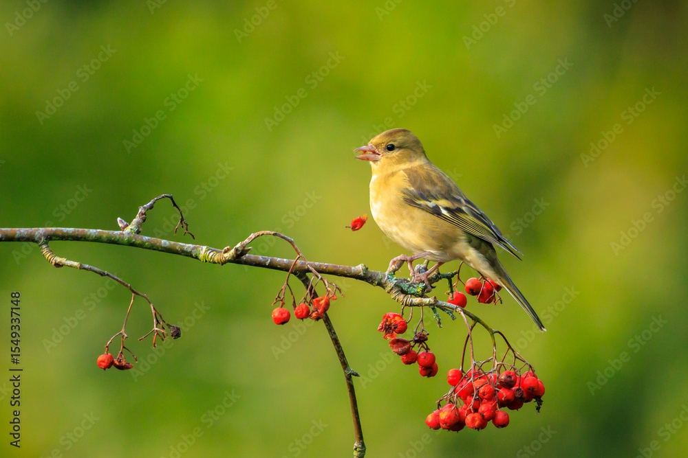 Fototapeta premium Closeup of a chaffinch, Fringilla coelebs, eating berries on a tree in a green forest.