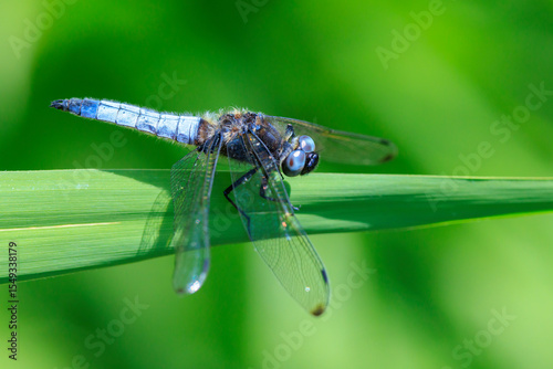 Scarce chaser blue colored male, Libellula fulva, resting on vegetation