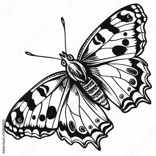 butterfly vector illustration