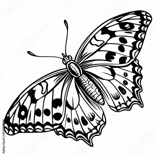 butterfly vector illustration