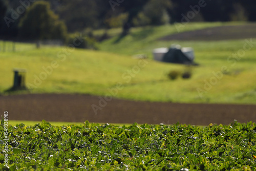 Der Acker vor der Ernte
