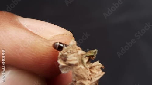 Macro footage of bagworm caterpillar on a finger