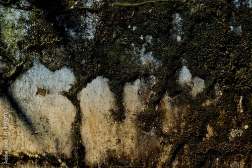 Close-up view of various moss species growing over a weathered stone wall surface. Captures the patterns, colors, and textures enhanced by natural lighting.