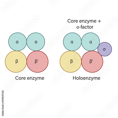 RNA Polymerase Core Enzyme and Holoenzyme Vector Illustration Sigma Factor Binding Transcription Initiation and Elongation EPS Format White Background

