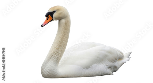 Fototapeta Naklejka Na Ścianę i Meble -  Isolated Swan